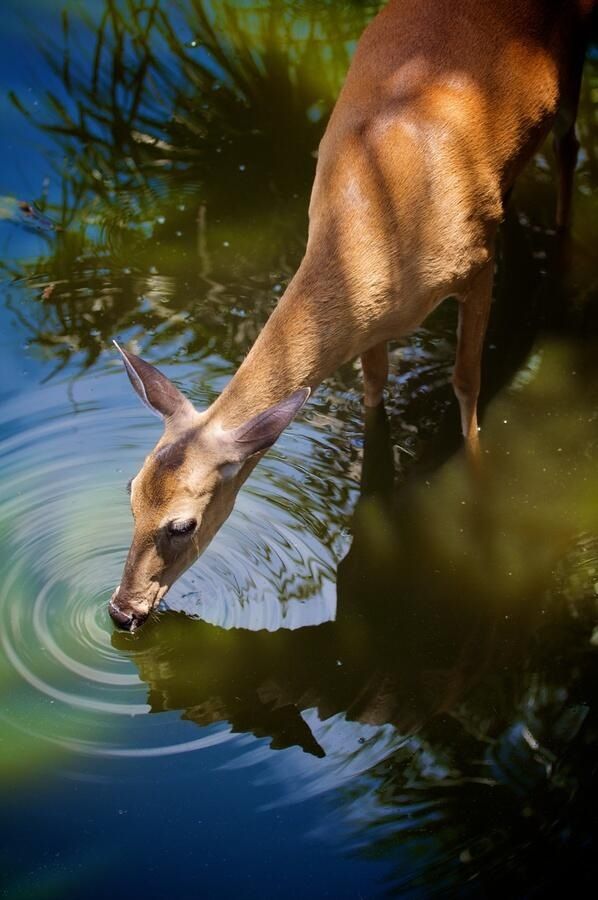 Deer drinking from a lake.