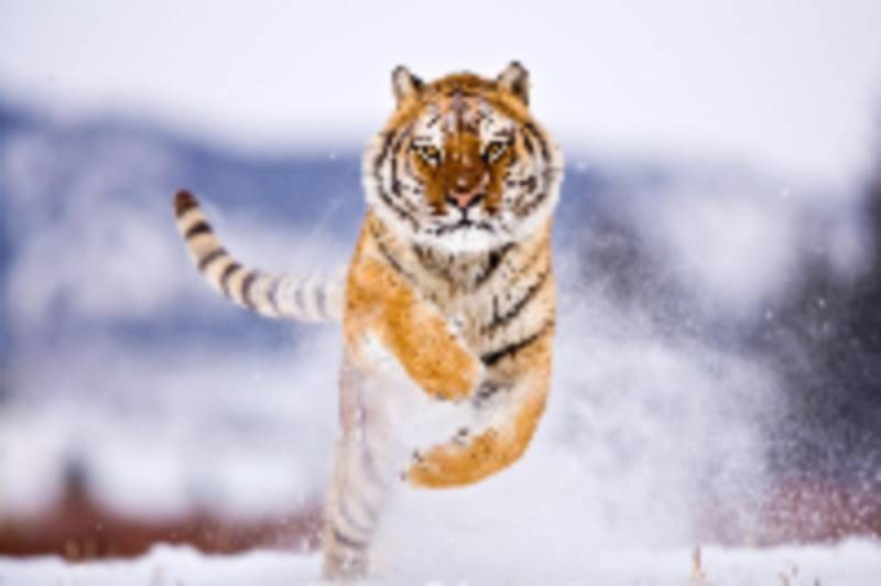 Tiger running in snow