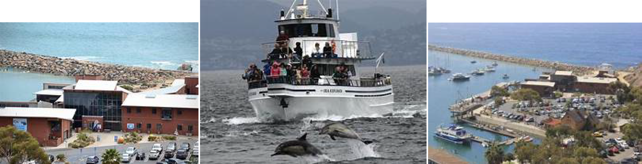 Whale Watching